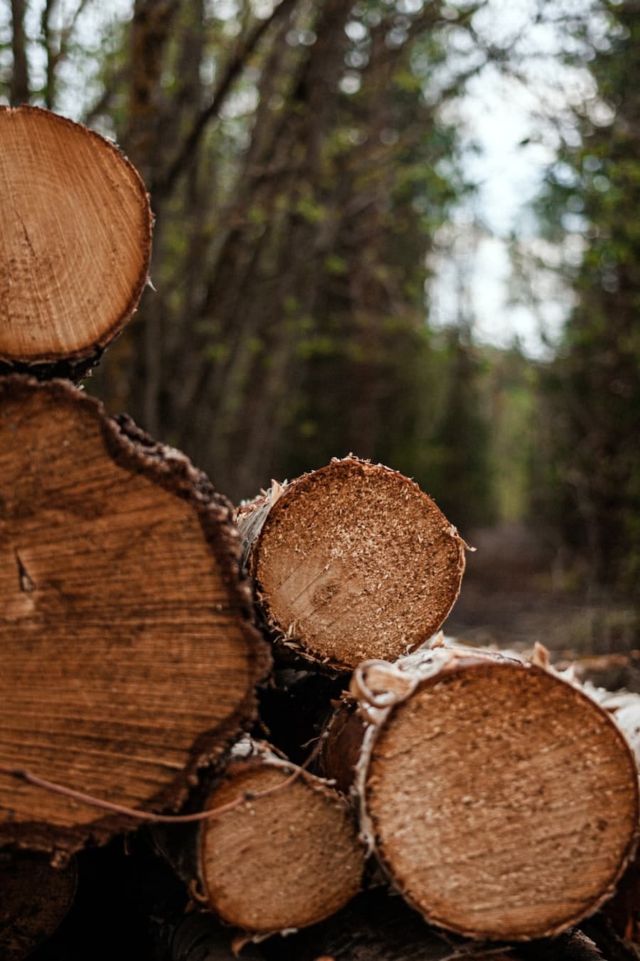BWP vs MR: What 'Boiling Waterproof' Actually Means